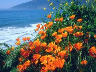 USA, California, California Poppies Along the Pacific Coast - Photographic Print, 12x9