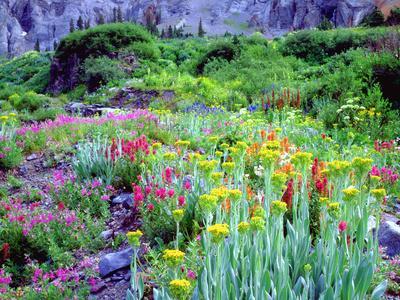 USA, Colorado, Wildflowers in Yankee Boy Basin in the Rocky Mountains - Photographic Print, 12x9