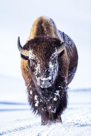 Wyoming, Yellowstone National Park, Bull Bison Walking in Hayden Valley - Photographic Print, 8x12