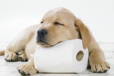 Yellow Labrador Puppy Asleep on Toilet Roll, 9 Weeks - Photographic Print, 18x12